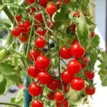 Cherry (Çeri) Domates Fidesi