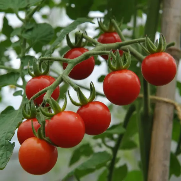 Cherry (Çeri) Domates Fidesi
