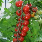 Cherry (Çeri) Domates Fidesi