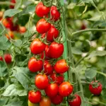 Cherry (Çeri) Domates Fidesi