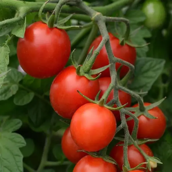 Cherry (Çeri) Domates Fidesi