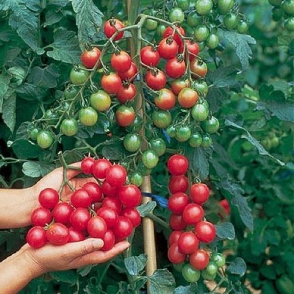 Cherry (Çeri) Domates Fidesi