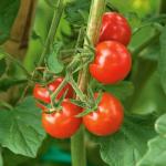 Cherry (Çeri) Domates Fidesi