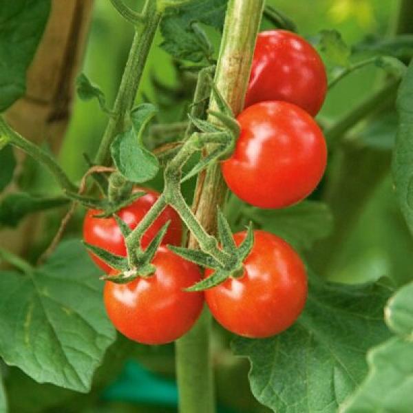 Cherry (Çeri) Domates Fidesi