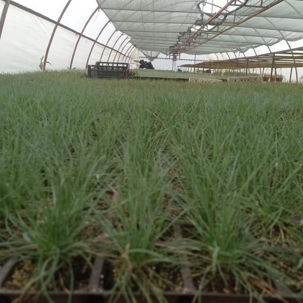 Mavi Osmanlı Çimi, Festuca Glauca, 2026 Fiyatı 30 TL