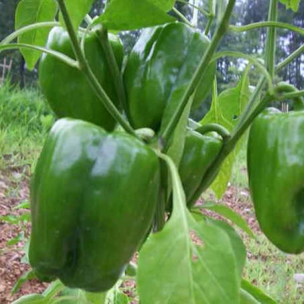 Dolma biber fidesi organik