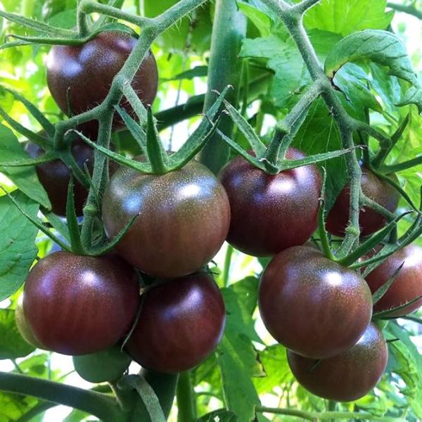 Organik Cherry Domates Tohumları
