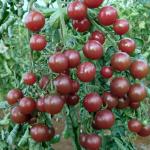 Organik Cherry Domates Tohumları