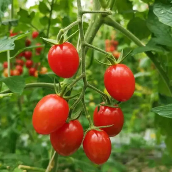 Cherry (Çeri) Domates Fidesi