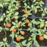 Cherry (Çeri) Domates Fidesi