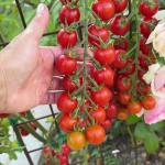 Cherry (Çeri) Domates Fidesi