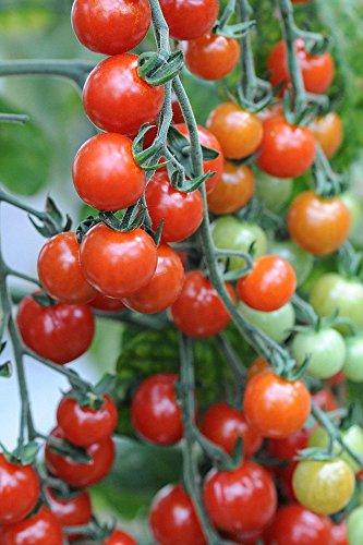 ceri cherry domates fidesi (6)