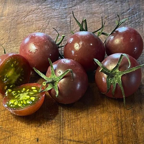 Çikolata Domates Fidesi