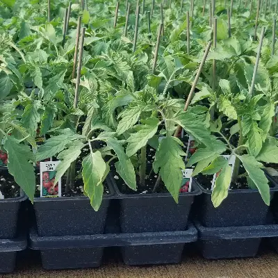 cikolatadomatesfidesi-organikfidecomtr (2)