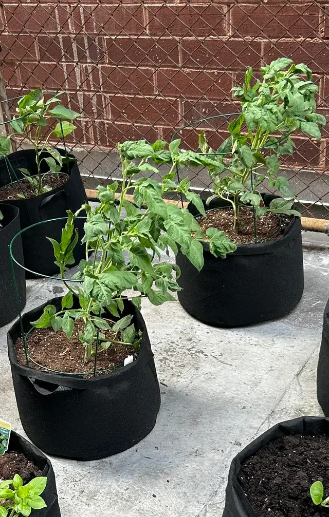 domatesfidesiorganik