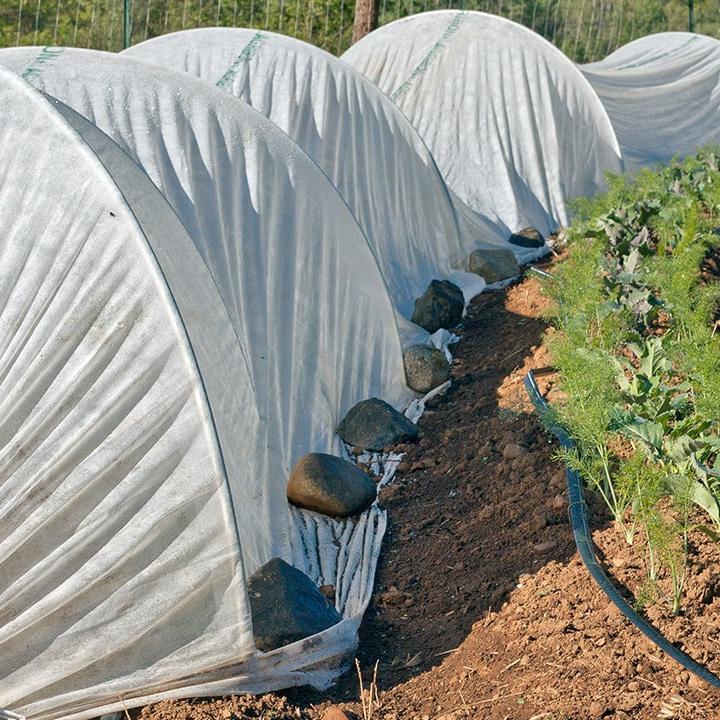 Kış aylarında sarımsak bakımı nasıl yapılır Malçlama, sulama, don koruması ve doğru bakım yöntemleriyle daha sağlıklı ve verimli sarımsak yetiştirmenin püf noktalarını keşfedin2