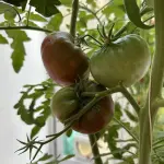 Köy Domatesi Fidesi Organik