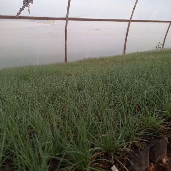 Mavi Osmanlı Çimi , Festuca Glauca, 30 TL