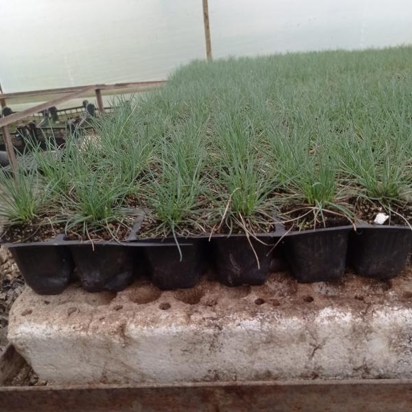Mavi Osmanlı Çimi , Festuca Glauca, 30 TL