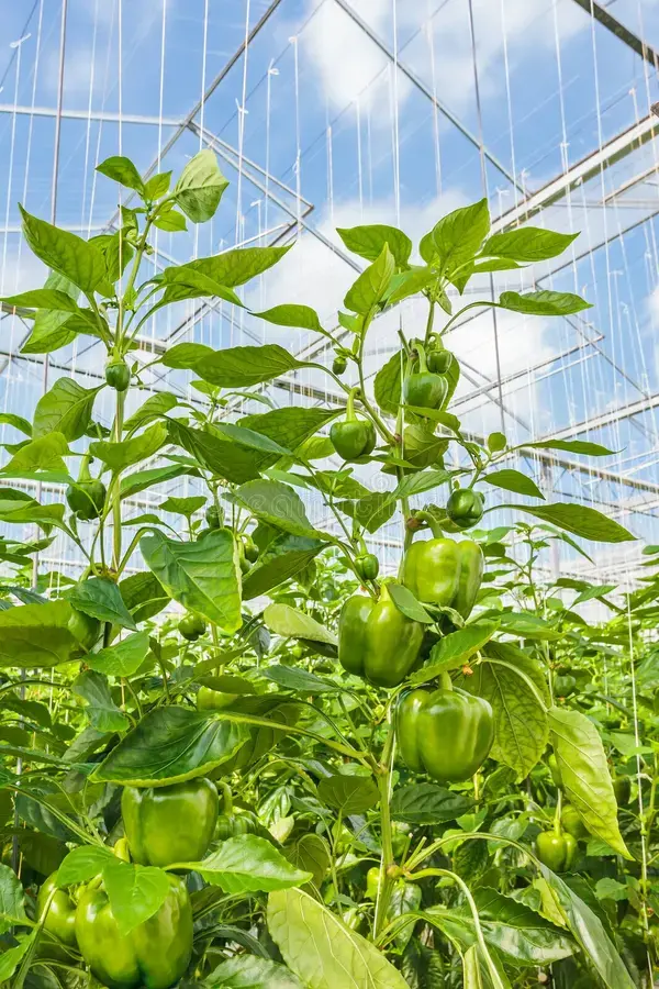organik-dolma-biber-organikfidecomtr (2)-1
