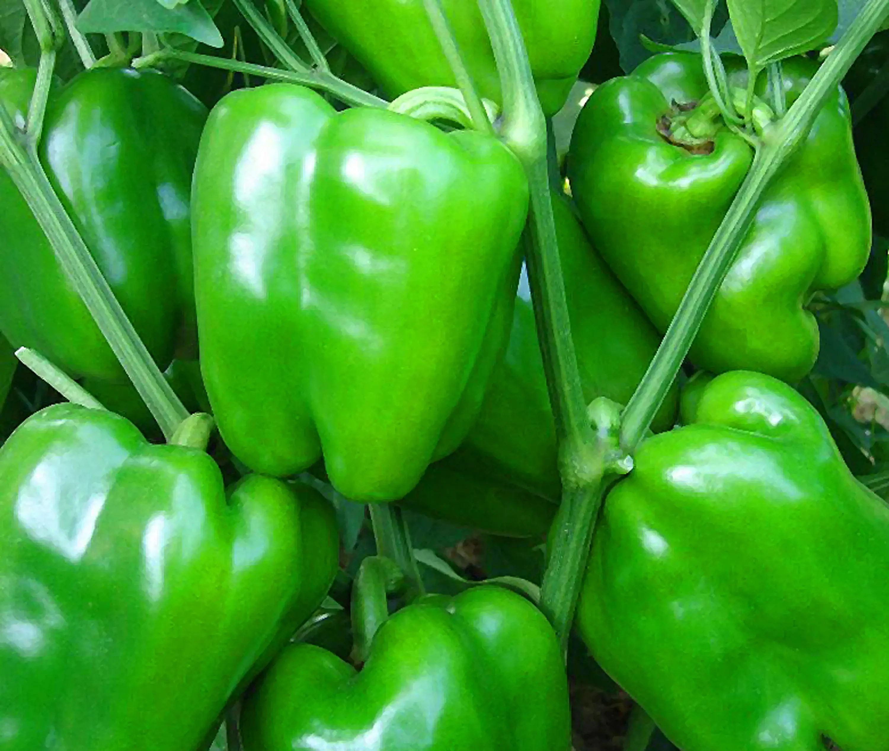 organik-dolma-biber-organikfidecomtr (3)-1