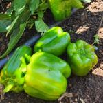 Dolma biber fidesi organik