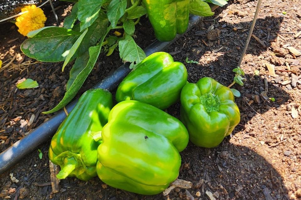 organik-dolma-biber-organikfidecomtr (3)