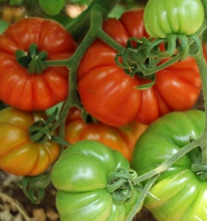 Organik Domates Fidesi