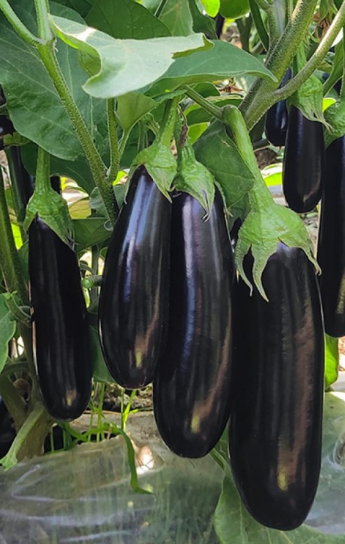 Organik Patlıcan Fidesi