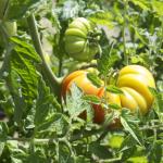 Organik Sarı Köy Domates Fidesi