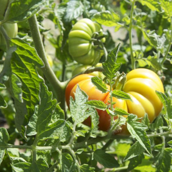 Organik Sarı Köy Domates Fidesi