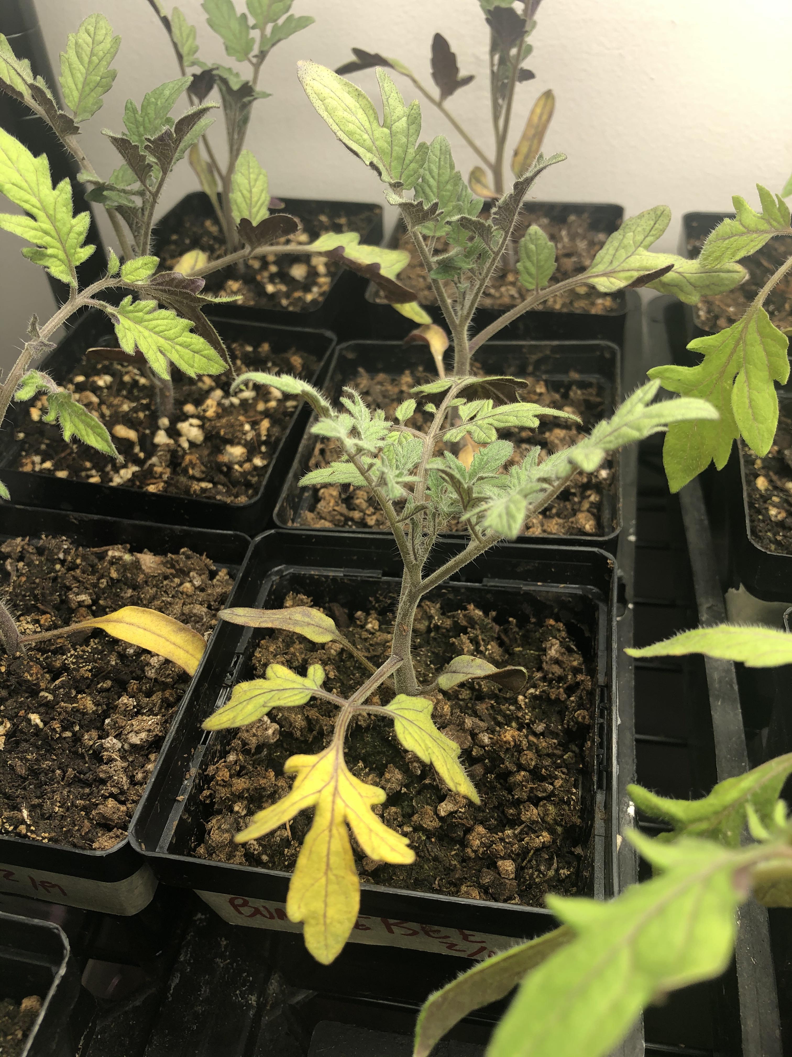 Organik sarı köy domatesi fidesi organikfidecomtr (11)