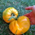 Organik Sarı Köy Domates Fidesi