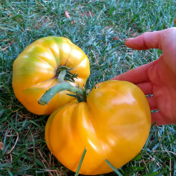 Organik Sarı Köy Domates Fidesi