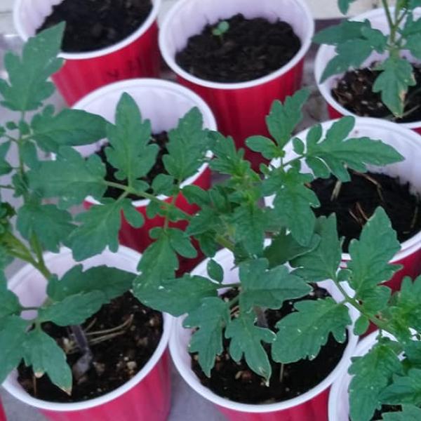 Organik Sarı Köy Domates Fidesi