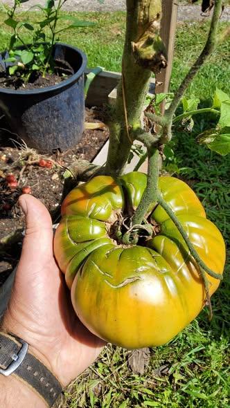 Organik sarı köy domatesi fidesi organikfidecomtr (5)