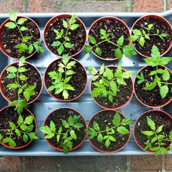 Organik Sarı Köy Domates Fidesi