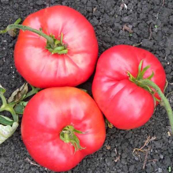 Organik Pembe Domates Fidesi