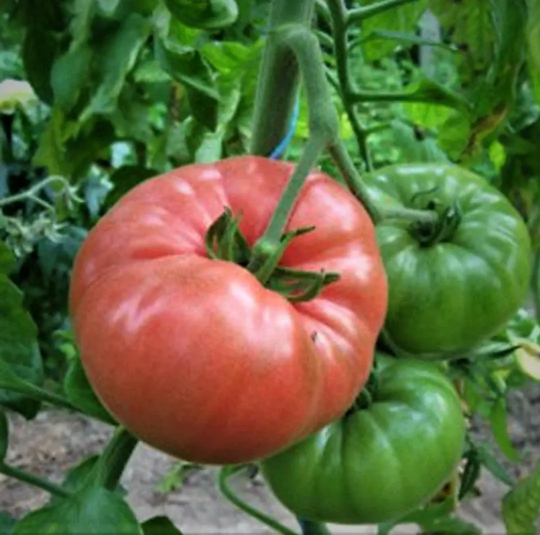 organikdomatesfidesipembe_organikfidecomtr (1)