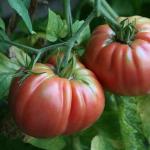 Organik Pembe Domates Fidesi