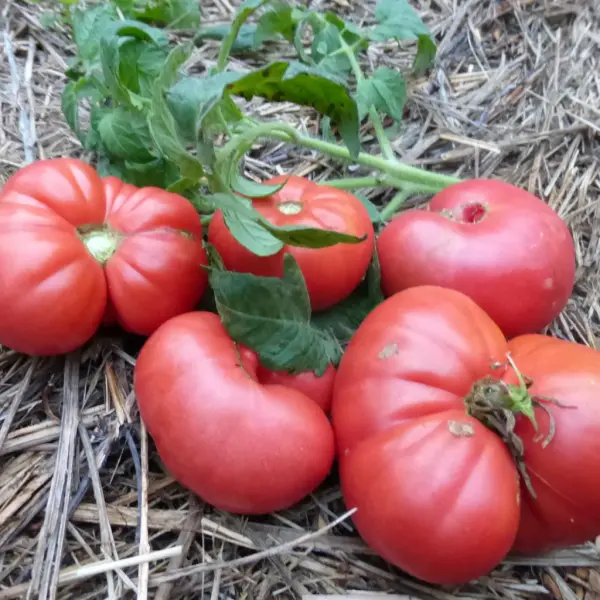 Organik Pembe Domates Fidesi