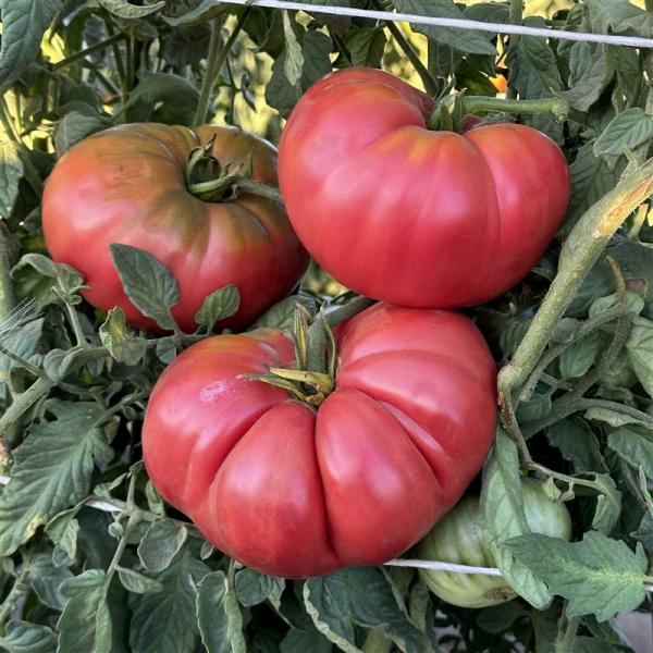 Organik Pembe Domates Fidesi