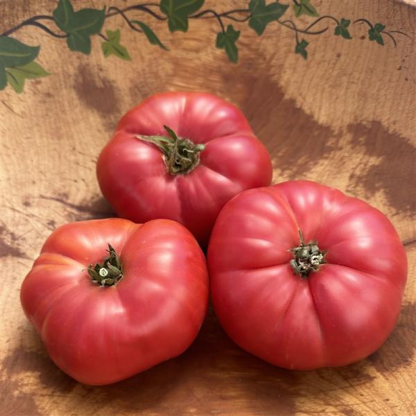 Organik Pembe Domates Fidesi