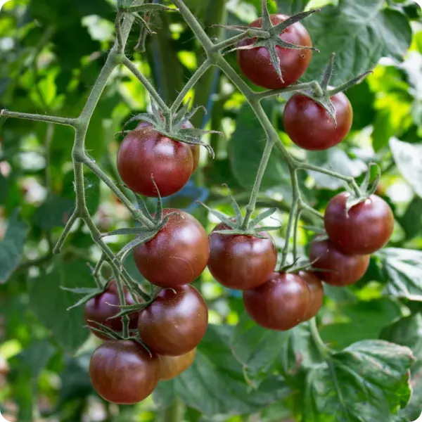 Organik Cherry Domates Tohumları