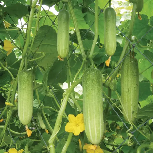 Organik Salatalık Fidesi