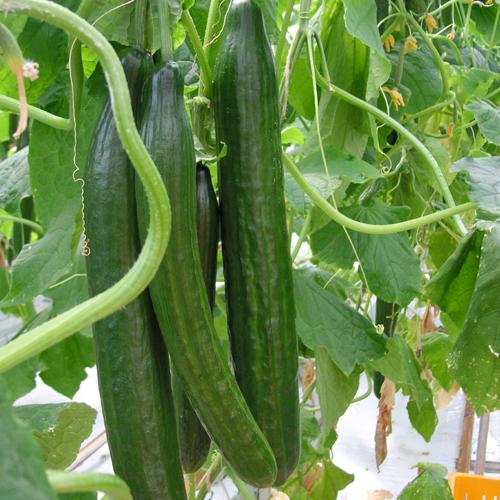 Organik Salatalık Fidesi