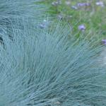 Osmanlı Çimi - organikfide.com.tr