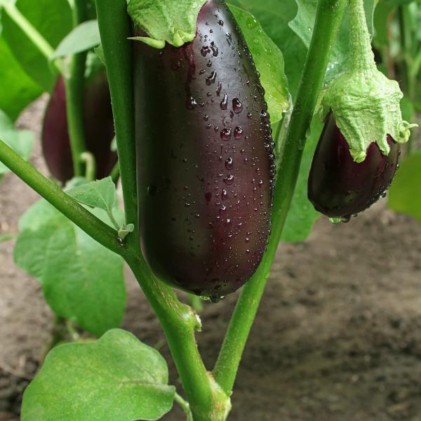 Organik Patlıcan Fidesi