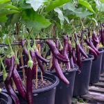 Organik Patlıcan Fidesi