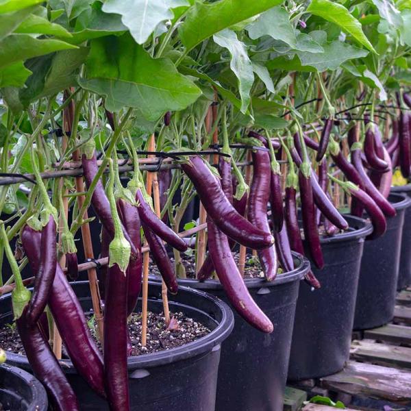 Organik Patlıcan Fidesi